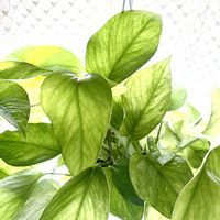 ポトス,ポトス,斑入りポトス,ポトス テルノハナハナ,ポトス テルノハナハナの画像