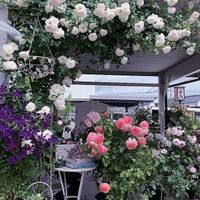 クレマチス,バラ,青い花マニア,バラと夢CLUB,チーム・ブルーの画像