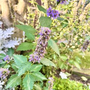 ネメシア,アガスターシェの画像