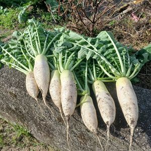 キッチン,家庭菜園の画像