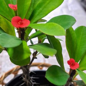 ハナキリン,リビング,ミニトマト♥の画像