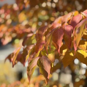 ヤマボウシ,シンボルツリー,花のある暮らし,紅葉（こうよう）,みどりのある暮らしの画像