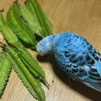 四角豆,Ruuru diaryの画像