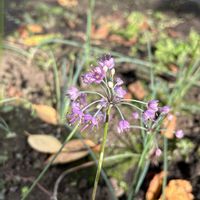 エシャレット,エシャレットの花,花のある暮らし,花いろいろ,家庭菜園の画像