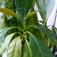 アボカド,ガジュマル,胡蝶蘭,デンドロビューム,アボカド鉢植えの画像