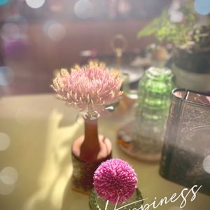 キク,トキワシノブ,アナスタシア,ポンポンマム,ポンポンマムの画像