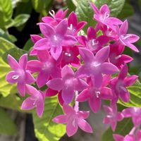 ゼラニウム,ゼラニウム,ゼラニウム,ペンタス,ペンタスの画像