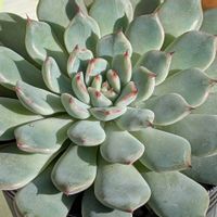 エケベリア,多肉植物,エケ,実生に挑戦,エケ交配の画像