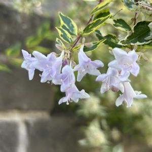 斑入りアベリアの画像