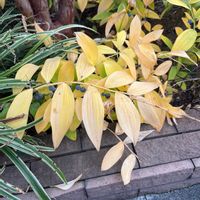 アマドコロの画像