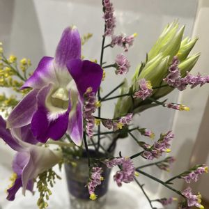 デンファレ,キッチンの画像