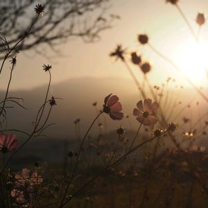 コスモス,きれい,ピンクの花,花のある暮らし,植中毒の画像