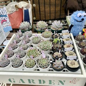 多肉植物,エケベリア属,多肉植物販売,エケベリア実生,エケベリア交配の画像
