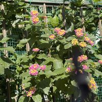 ランタナ,ランタナ,パクチー,パクチー,チマサンチュの画像