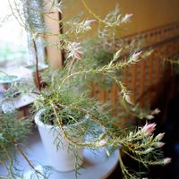 セルリア,セルリア プリティーピンク,セルリア プリティーピンク,いつもありがとう♡,夏越しの画像