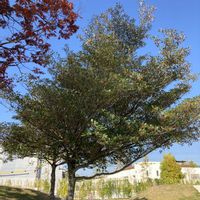 モッコク,モッコク,モッコク,モッコク,モッコクの実の画像