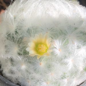 サボテン,サボテン マミラリア,羽衣白星,マミラリア 白星,マミラリア 羽衣白星の画像