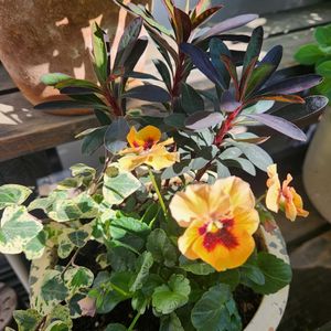 ユーフォルビア ブラックバード,ビオラオリジナルの画像