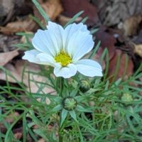 コスモス,モミジ,紅葉,小菊,秋桜の画像
