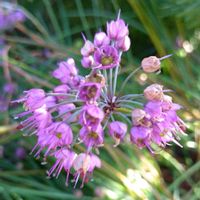エシャロット,ラッキョウ,辣韮,薤,野菜の花の画像