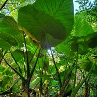 クワズイモの画像