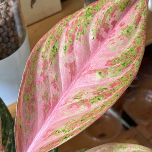 アグラオネマ,アグラオネマ,観葉植物,ハイドロカルチャー,アグラオネマ属の画像