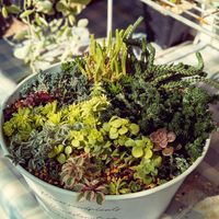 セダム,セダム,ルビーネックレス,ホワイトストーンクロプ,オウレイの画像