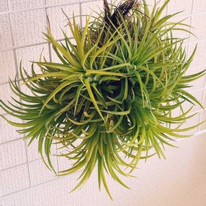 チランジア,イオナンタクランプ,エアプランツ,ベランダの画像