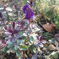 ベロニカ,宿根草,ガーデニング,庭の画像