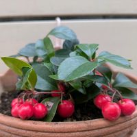 チェッカーベリー,ハンキング,花のある暮らし,おきにいり,かわぃぃ。の画像