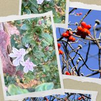 ハクチョウゲ,ハナミズキ,ハナミズキの実,赤かぶ,料理の画像