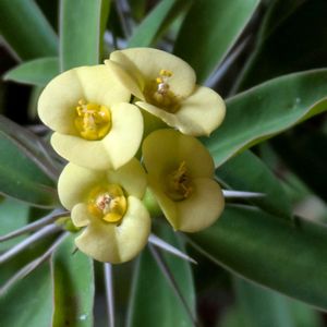 生け垣,植木鉢,吊り鉢,花いろいろ,おうち園芸の画像