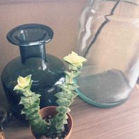 南十字星,多肉植物,クラッスラ属,多肉植物のある暮らしの画像