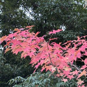 カツラ,イロハモミジ,モミジバフウ,青葉の森公園,千葉散策の画像