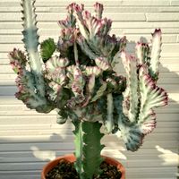 ユーフォルビア マハラジャ,ユーフォルビア マハラジャ,多肉植物,観葉植物,ダイソー産の画像