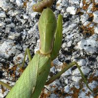 ミョウガの画像