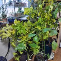 クワズイモ,パッションフルーツの画像