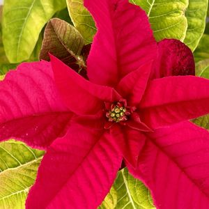 プリンセチア,プリンセチア 短日処理中,プリンセチア オペラ,プリンセチア オペラ,プリンセチア・ロゼマーブルの画像