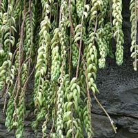 玉つづりの画像