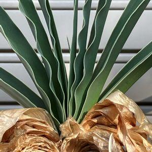 ブーファン・ディスティチャ,多肉植物,塊根植物,球根植物,コーデックスの画像