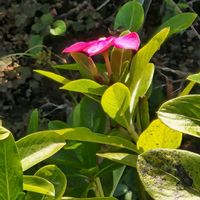 マンデビラの画像