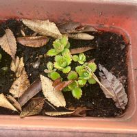 マルバマンネングサの画像