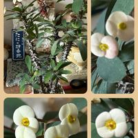 イソギク,サフラン,トレニア,ハナキリン,サザンクロスの画像