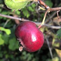 サンザシ,庭の画像