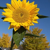 ヒマワリ,ヒマワリ,イチョウ,イチョウ,イチョウの画像