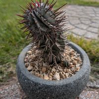 ホリダ,二和園の画像