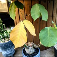 ボンバックス,ボンバックス エリプチカム,多肉植物,塊根植物,可愛いの画像