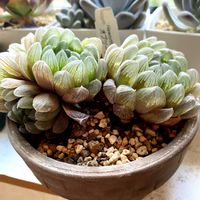 ハオルチア,ハオルチア オブツーサ,癒しのひと時,元気になれるね♡,多肉Ｔの画像