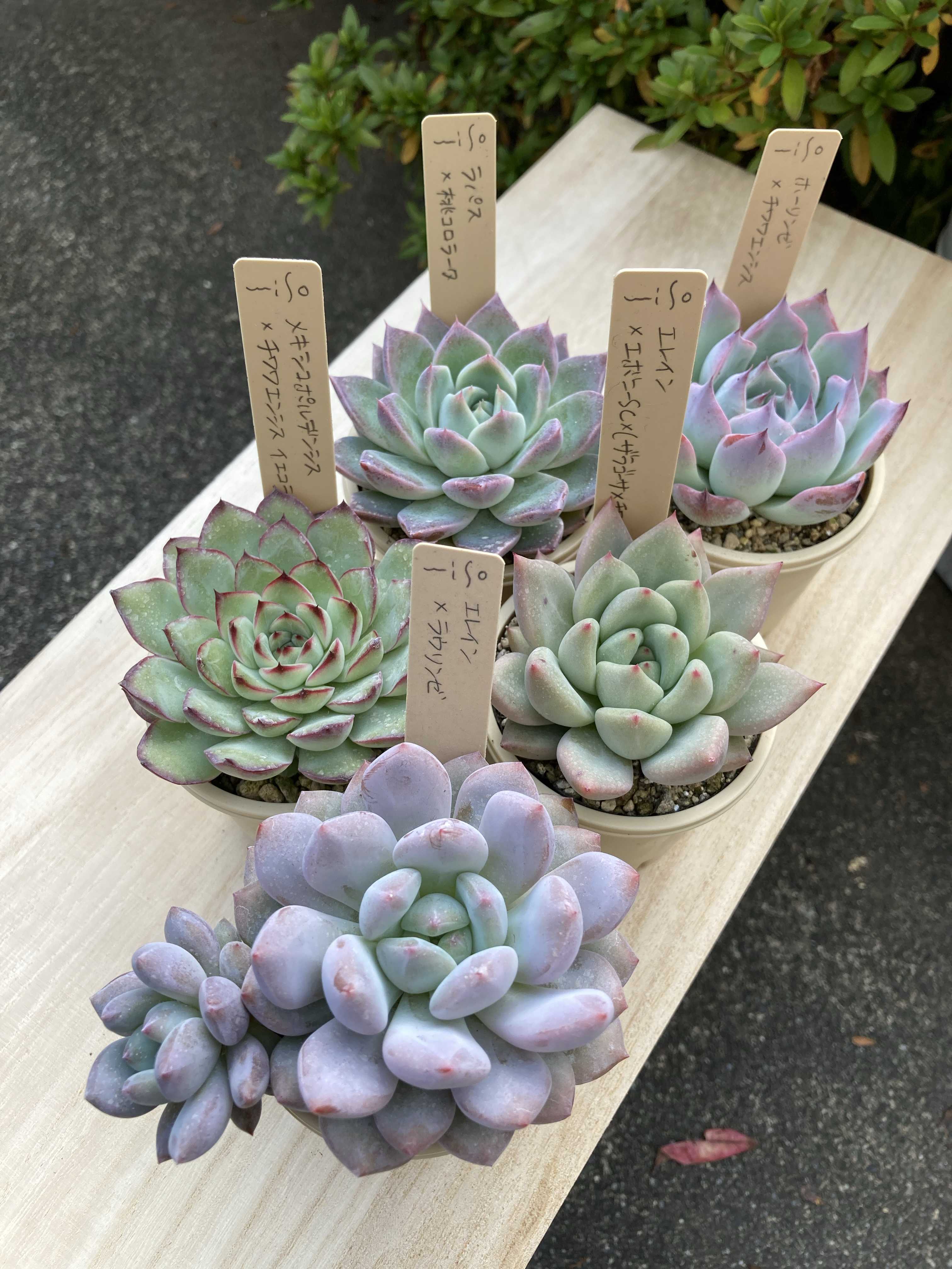 つぶつぶ屋の一覧｜🍀GreenSnap（グリーンスナップ）