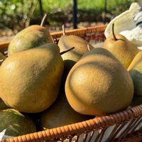 ナシ,ナシ,サルナシ,サルナシ,ベビーキウイの画像